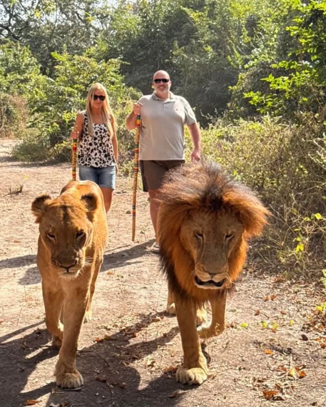 🦁 Walking with Lions – Fathala Reserve