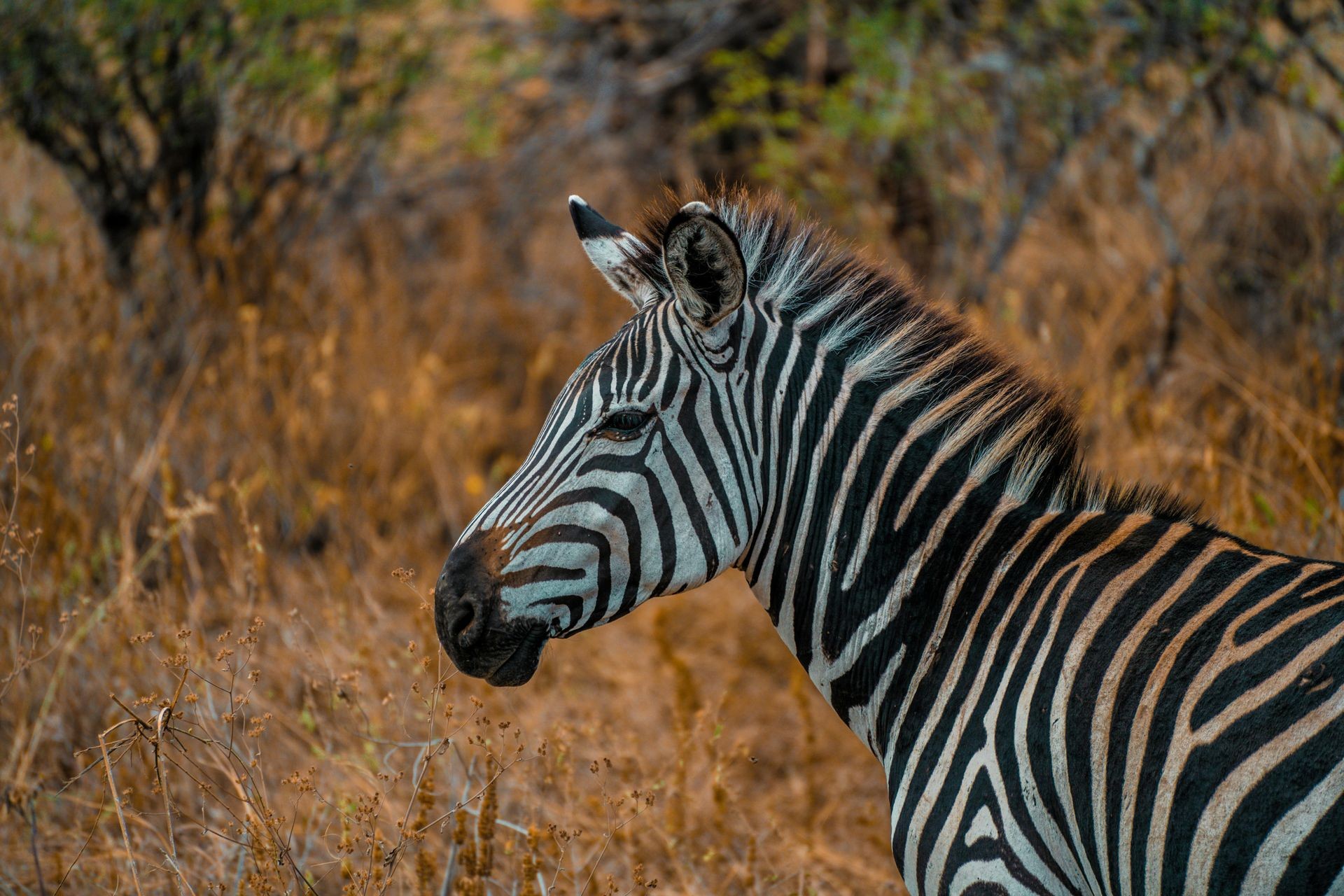 Close-up of a zebra in a dry grassland setting.
